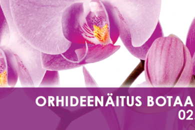 Orhideenäitus