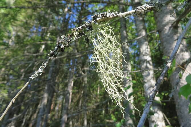 Foto: RMK, Ants Animägi