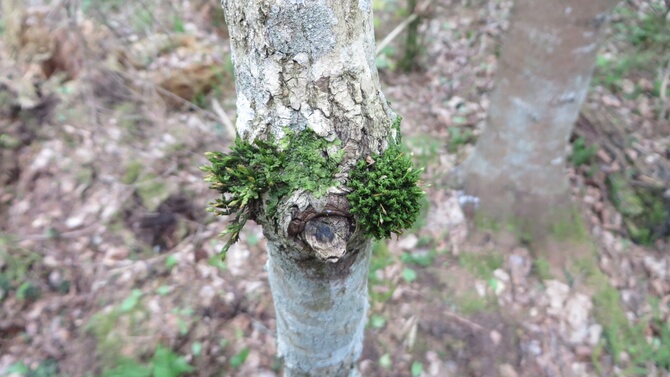 Foto: RMK, Ants Animägi