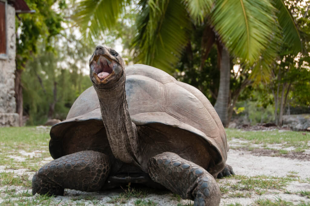 Salapärane saar Aldabra