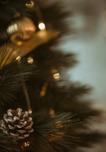 Sisekujundaja annab nõu: kuidas valida enda kodu jaoks õige kuusk?