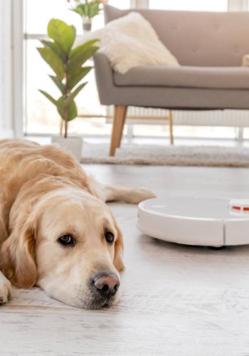 Ekspert selgitab: kas robottolmuimeja ja lemmikloom sobivad kokku?