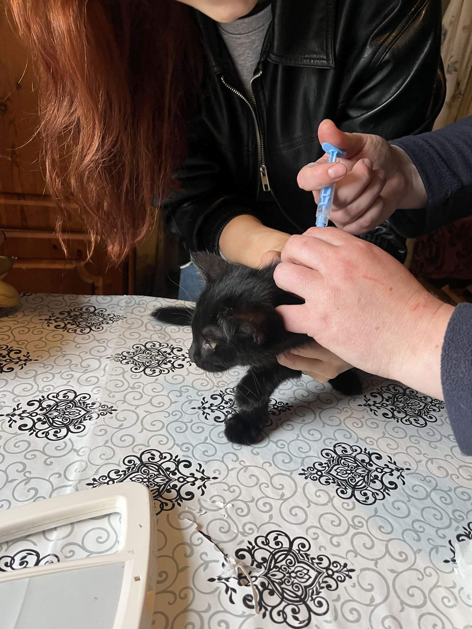 Võrumaa kasside kiibistamiskampaania (Foto Varjupaikade MTÜ) (15)