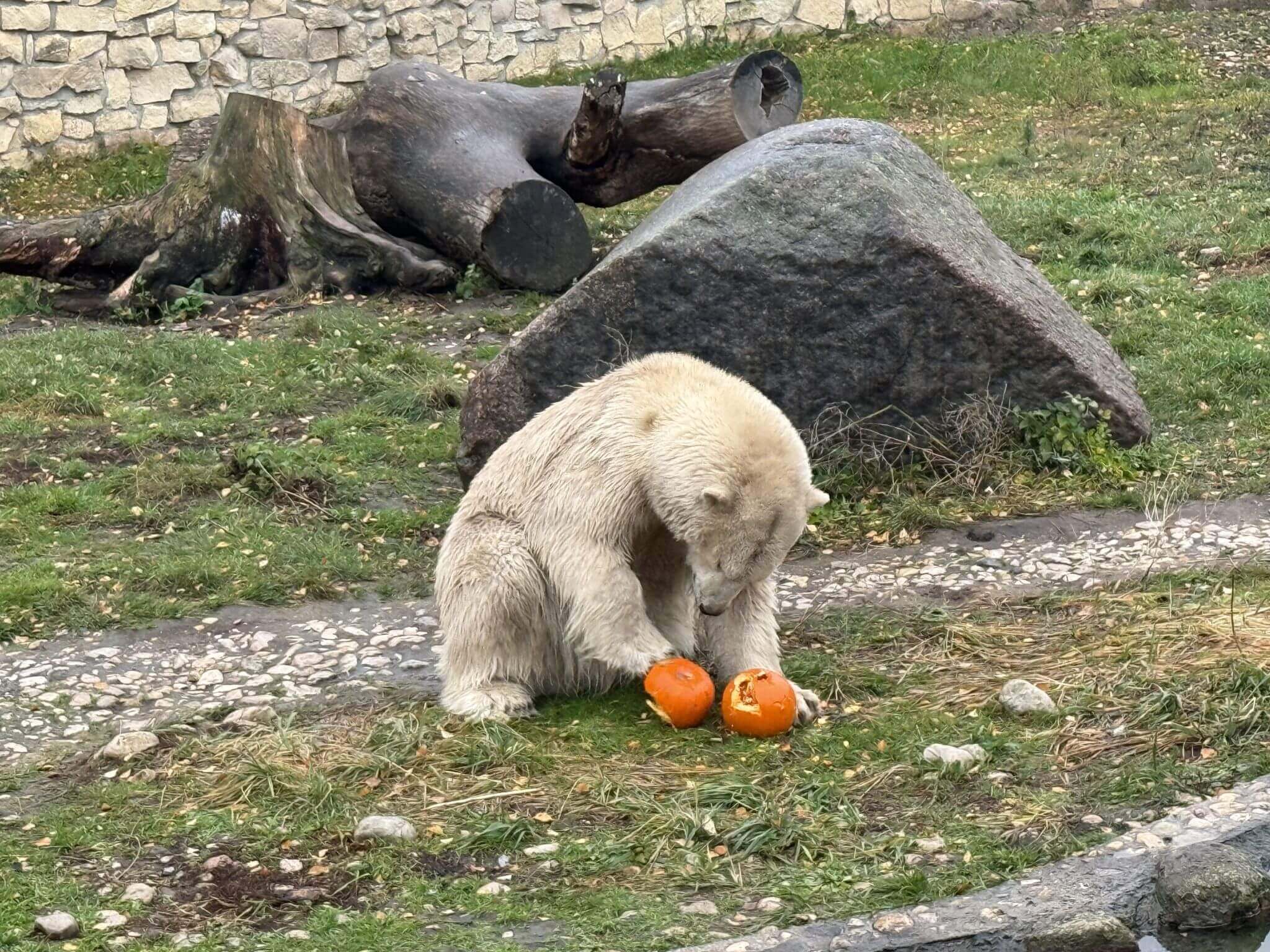 Jääkaru kõrvitsaga (Foto Tallinna Loomaaed)
