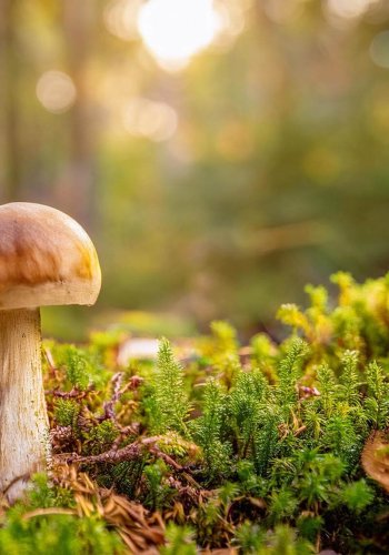 EKSPERT SELGITAB I Miks võib täis aku olla metsas olulisem kui täis korv?