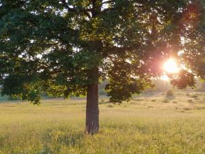Golden Hour 04