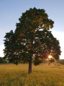 Golden Hour 05