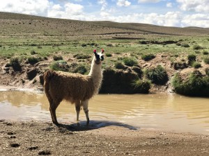 JoelJuht Boliivias 07