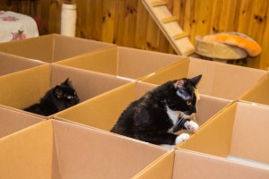IMG_8462-2