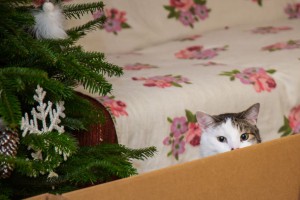 IMG_8500-2