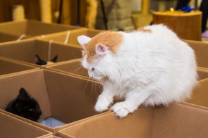 IMG_8541-2
