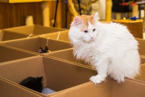 IMG_8542-2