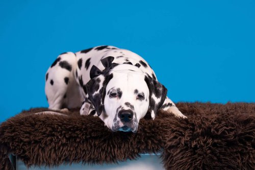 Lemmiku-paev-Foto-Reigo-Reinomagi-001