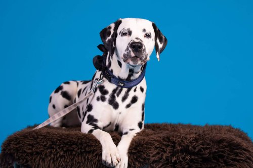 Lemmiku-paev-Foto-Reigo-Reinomagi-002