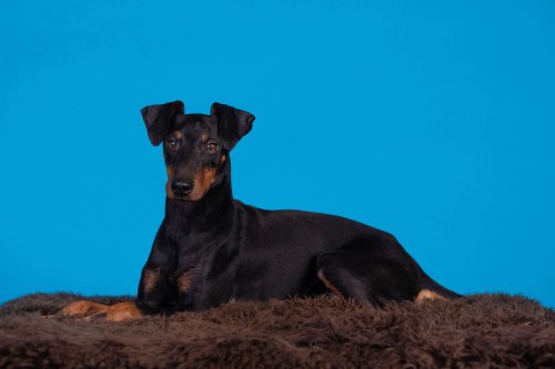 Lemmiku-paev-Foto-Reigo-Reinomagi-012