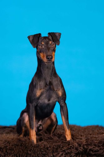 Lemmiku-paev-Foto-Reigo-Reinomagi-013