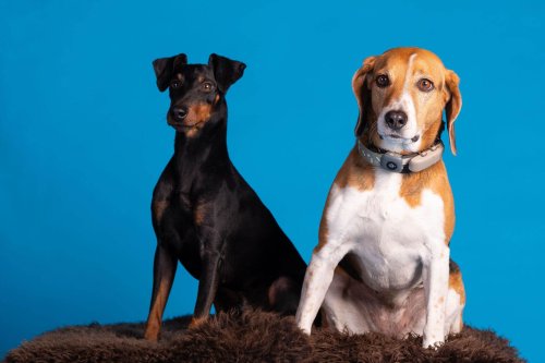 Lemmiku-paev-Foto-Reigo-Reinomagi-014