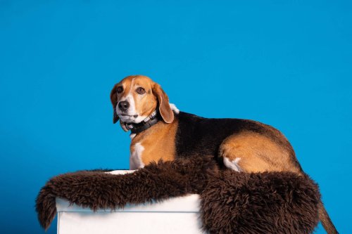 Lemmiku-paev-Foto-Reigo-Reinomagi-015