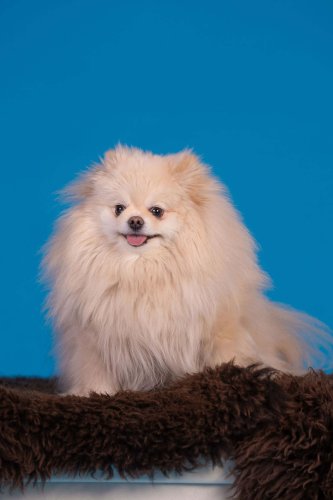 Lemmiku-paev-Foto-Reigo-Reinomagi-021