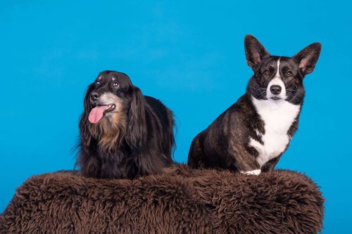 Lemmiku-paev-Foto-Reigo-Reinomagi-023