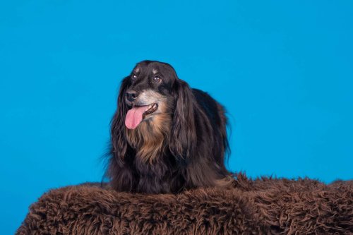 Lemmiku-paev-Foto-Reigo-Reinomagi-024