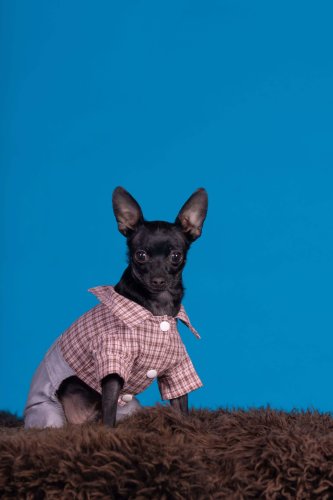 Lemmiku-paev-Foto-Reigo-Reinomagi-026