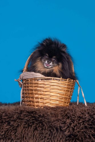 Lemmiku-paev-Foto-Reigo-Reinomagi-027