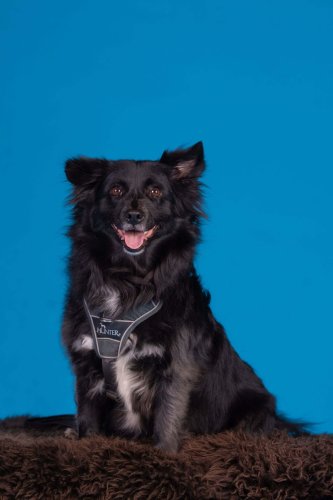 Lemmiku-paev-Foto-Reigo-Reinomagi-029