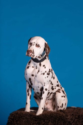 Lemmiku-paev-Foto-Reigo-Reinomagi-030