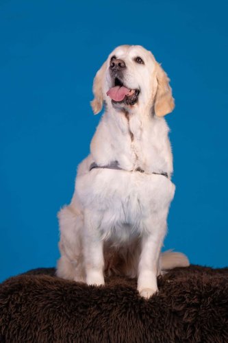 Lemmiku-paev-Foto-Reigo-Reinomagi-034