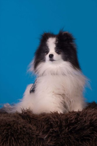 Lemmiku-paev-Foto-Reigo-Reinomagi-035