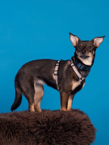 Lemmiku-paev-Foto-Reigo-Reinomagi-037