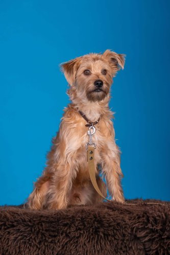 Lemmiku-paev-Foto-Reigo-Reinomagi-038