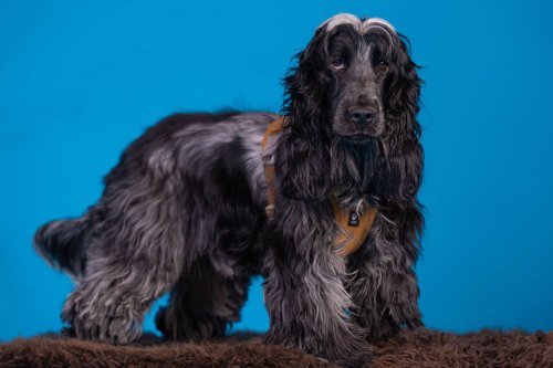 Lemmiku-paev-Foto-Reigo-Reinomagi-039