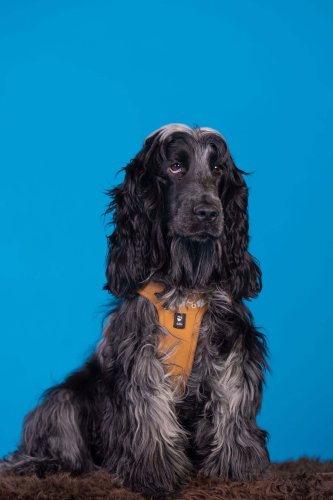 Lemmiku-paev-Foto-Reigo-Reinomagi-040