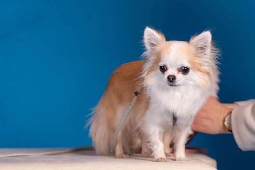 Lemmiku-paev-Foto-Reigo-Reinomagi-041