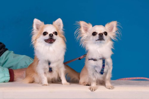 Lemmiku-paev-Foto-Reigo-Reinomagi-042