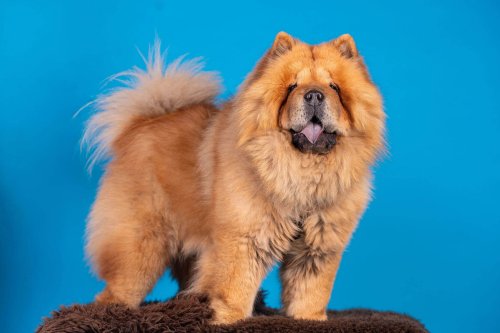 Lemmiku-paev-Foto-Reigo-Reinomagi-043