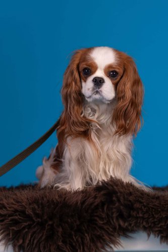 Lemmiku-paev-Foto-Reigo-Reinomagi-046