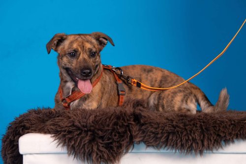 Lemmiku-paev-Foto-Reigo-Reinomagi-050