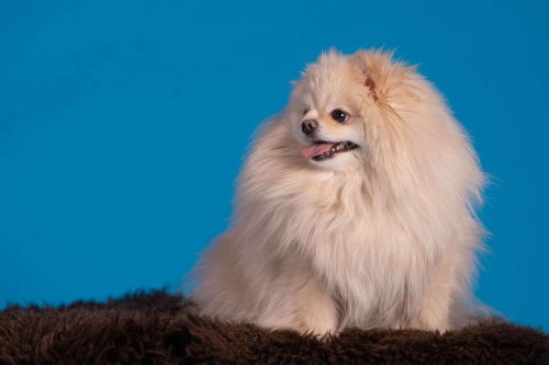 Lemmiku-paev-Foto-Reigo-Reinomagi-052