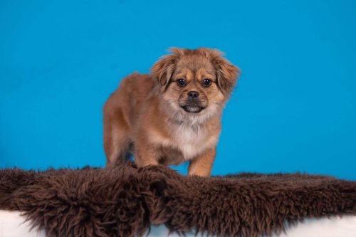 Lemmiku-paev-Foto-Reigo-Reinomagi-053