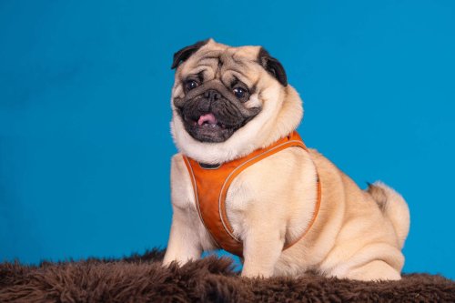 Lemmiku-paev-Foto-Reigo-Reinomagi-055