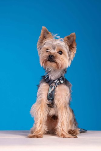 Lemmiku-paev-Foto-Reigo-Reinomagi-056