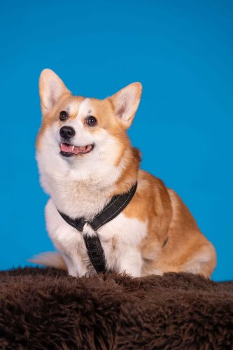 Lemmiku-paev-Foto-Reigo-Reinomagi-058