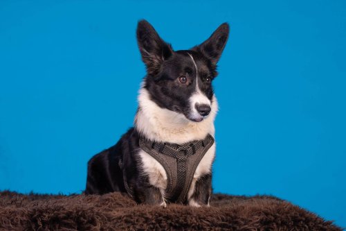 Lemmiku-paev-Foto-Reigo-Reinomagi-062