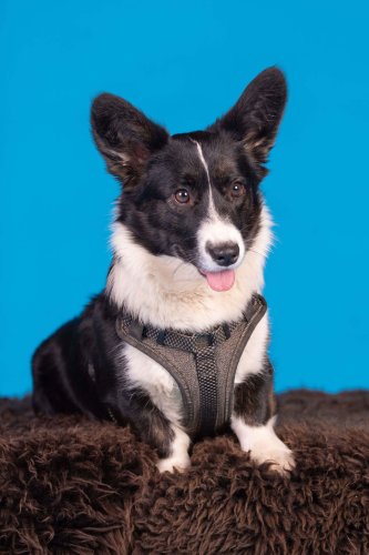 Lemmiku-paev-Foto-Reigo-Reinomagi-063