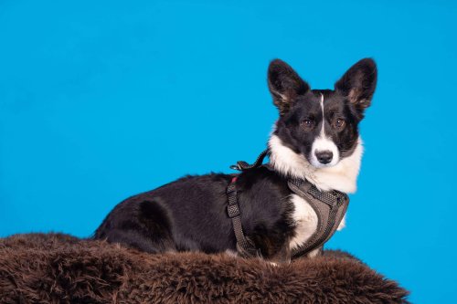 Lemmiku-paev-Foto-Reigo-Reinomagi-064