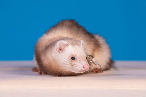 Lemmiku-paev-Foto-Reigo-Reinomagi-066