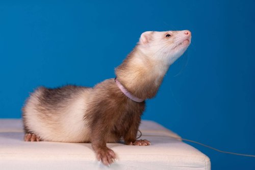 Lemmiku-paev-Foto-Reigo-Reinomagi-067